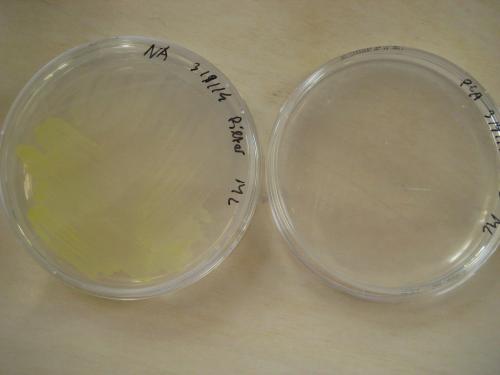 micrococcus luteus